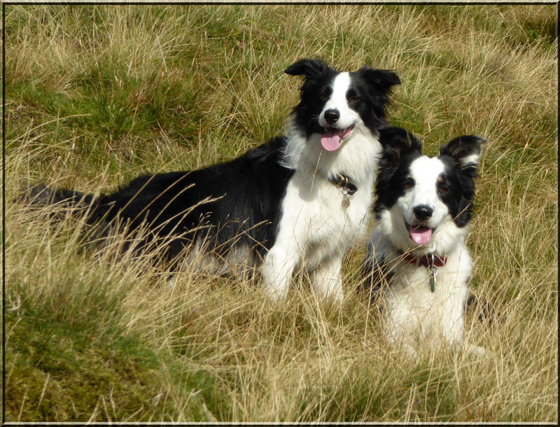 Border Collies
